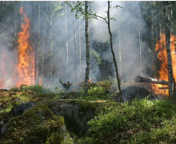 Free Data Science Project: Detecting Forest Fire Using Python